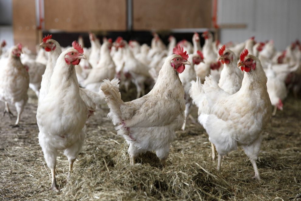 5 Cara Ternak Ayam Petelur Tanpa Kandang yang Benar