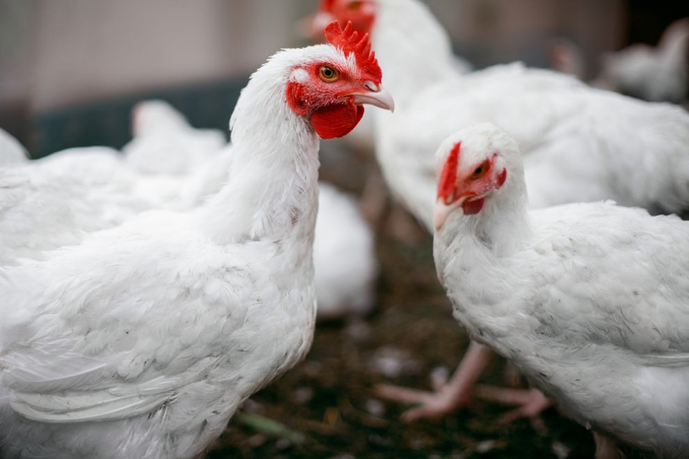 6 Cara Ternak Ayam  Potong Cepat Panen yang Terbukti Berhasil